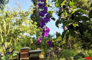 Biene fliegt zu lila Rittersporn-Blüte